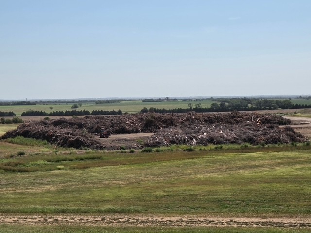 Landfill limbs.jpg