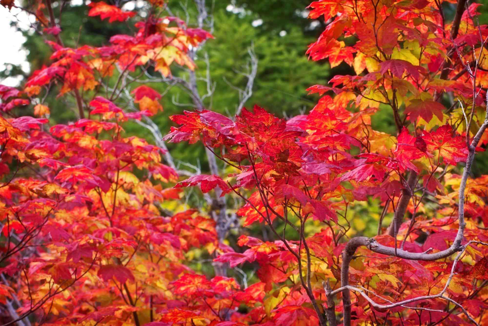 News Image Curbside Leaf Collection