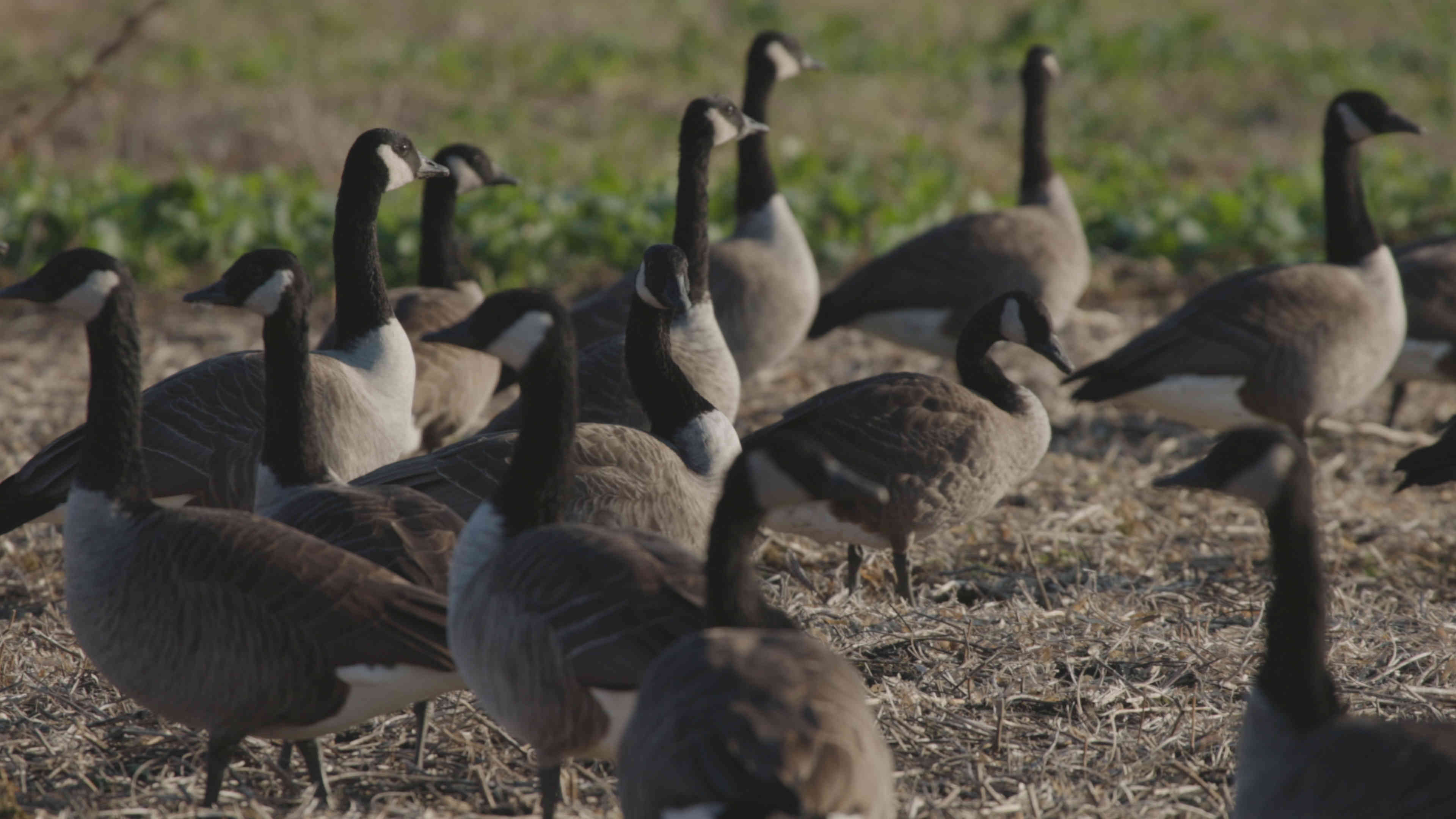 News Image Highly Pathogenic Avian Influenza (HPAI) Confirmed in Geese in Salina