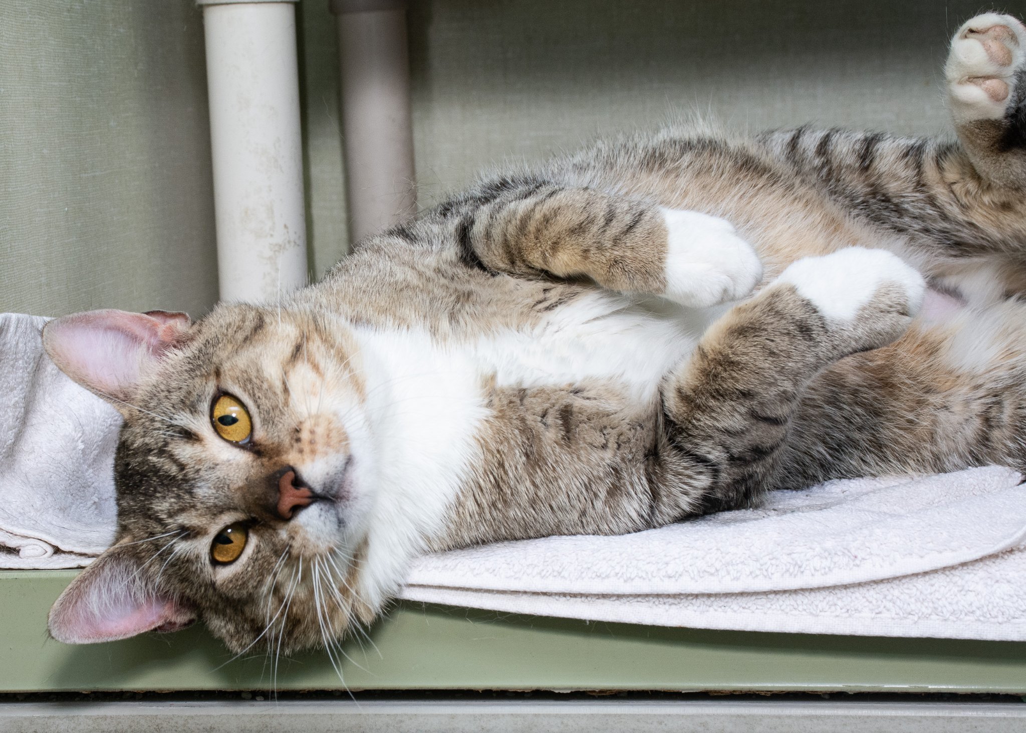 Licenses & Spay/Neuter Page Banner Image