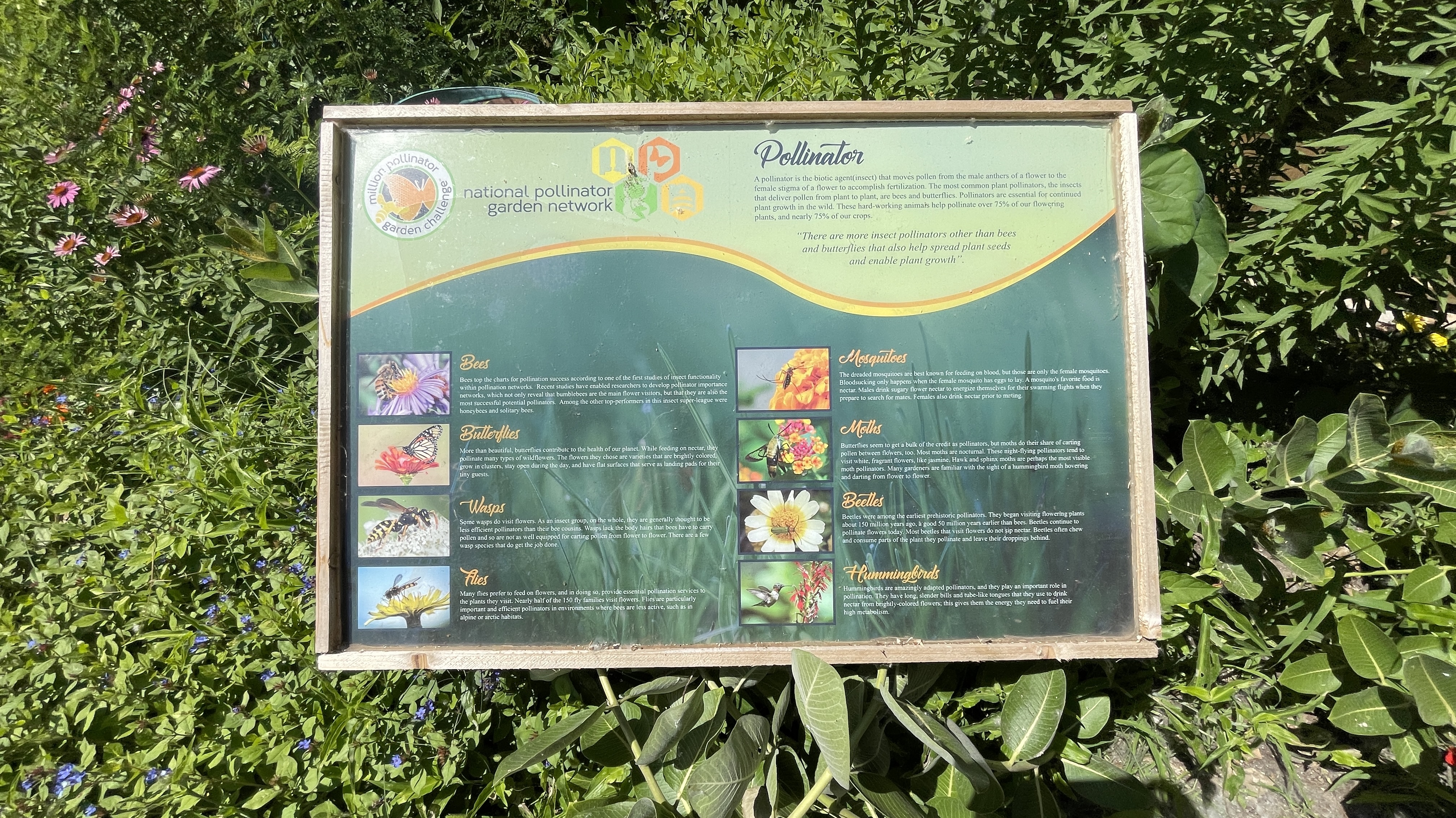 Sensory Garden.jpg
