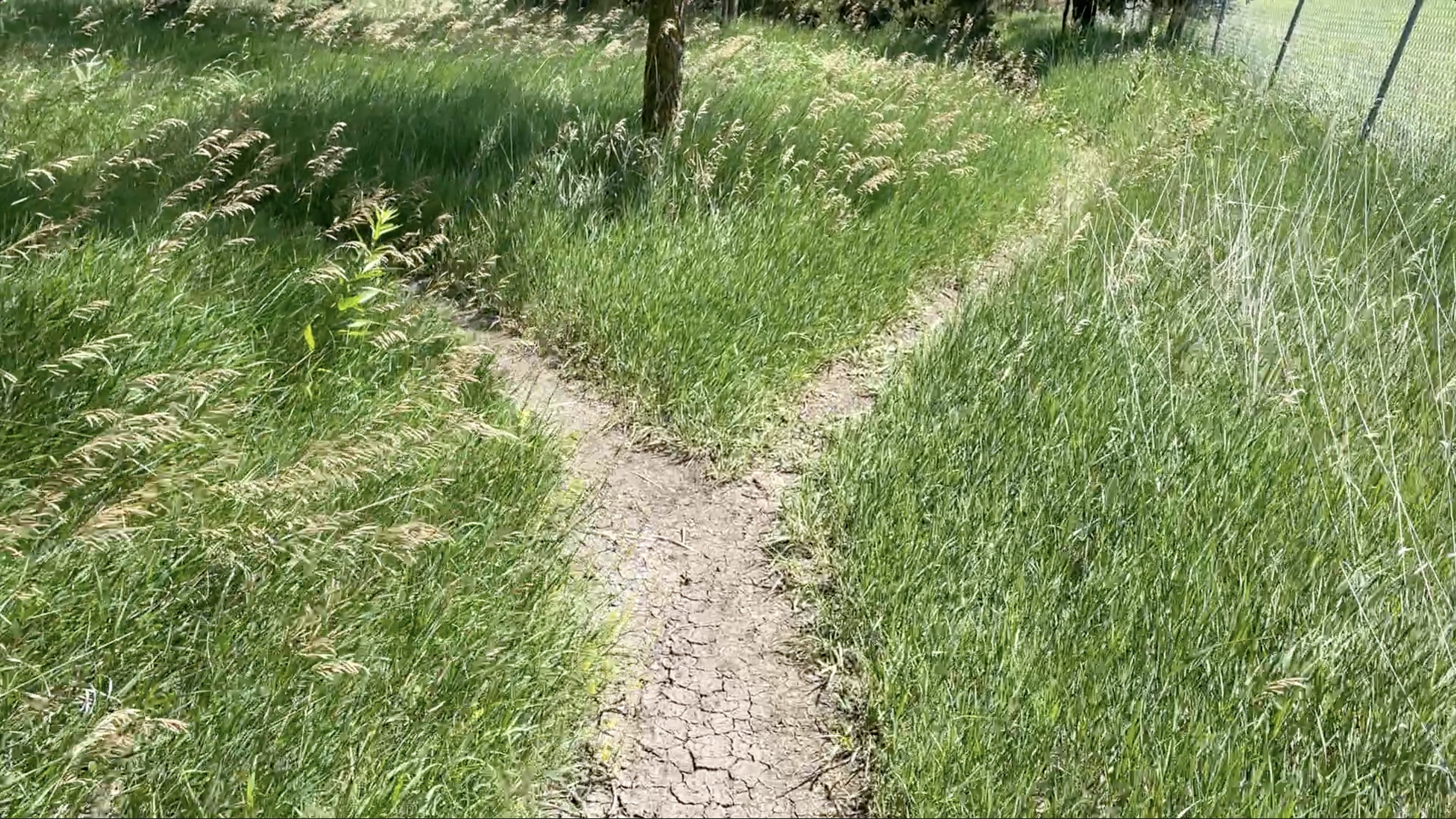 River Woods Trail.png
